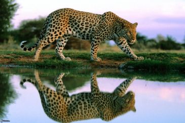 leopardo,-agua,-reflejo-166760